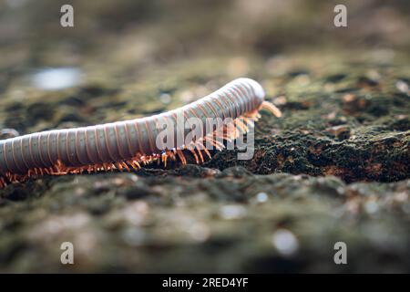 Centipede Crawling on a Rock close-up macro photo Stock Photo