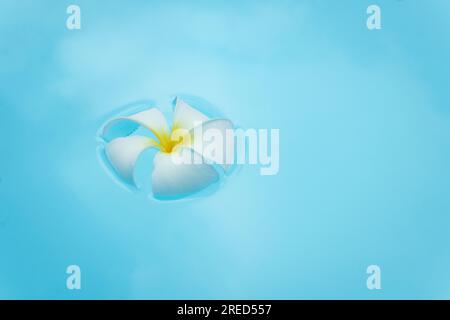 Top view Plumeria or frangipani on surface of water. Ripple of water and white flower. Stock Photo