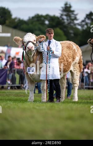 Showing cattle at the Royal Welsh show held annually at Builth Wells, Wales, UK. Stock Photo