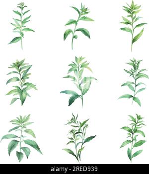 Stevia.Watercolor mint leaves set. Hand painted herbs illustration isolated on white background. Stock Vector