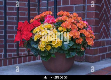 Pot of colorful hardy begonias on a spring morning at St. Mark's Parish Center in St. Paul, Minnesota USA. Stock Photo