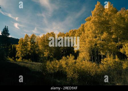 Golden trees against blue sky on sacred hiking trail in North Utah. Stock Photo