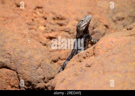 Chuckwalla lizard sunning itself to warm up sitting on rock Stock Photo
