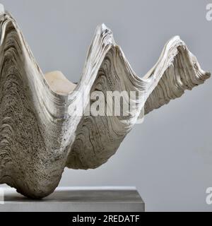 Close up of a Giant Clam shell with textured details on a grey background Stock Photo