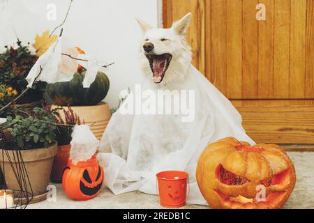 Scary cute dog ghost with Jack o lantern at front of house with spooky halloween decorations on porch. Adorable white puppy dressed as ghost trick or Stock Photo
