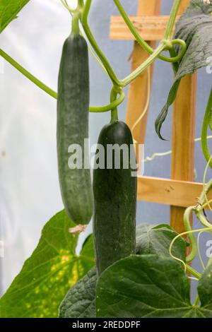 Climbing cucumbers growing in a polytunnel Stock Photo