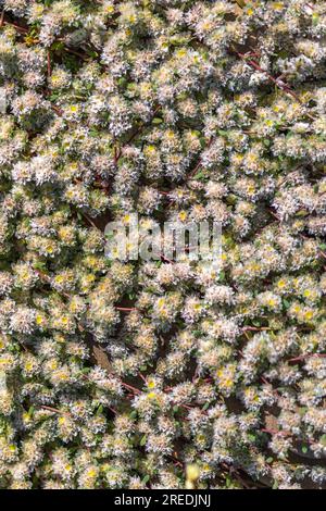 Close up of the native Algerian Tea (Paronychia argentea) flower. Stock Photo