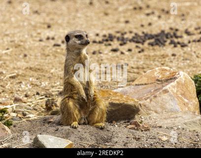 Cute little meerkat on lookout duty Stock Photo