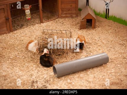 Guinea Pigs in a hutch at the petting zoo at Briarlands Farm family run for kids and adults at Blair Drummond, Stirling, Scotland Stock Photo