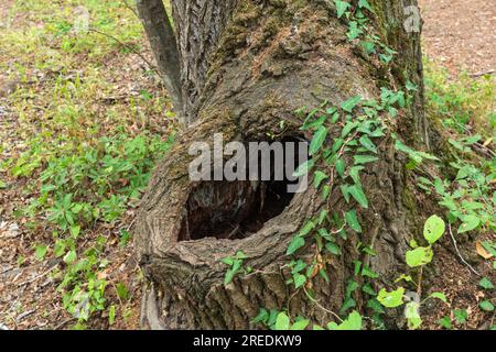 Hollow in the trunk of an old tree Stock Photo