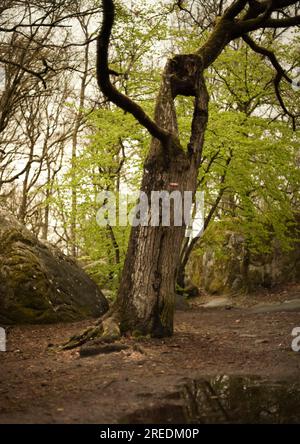 The climbing boulders rocks and trees within the climbing and bouldering forest of Fontainebleau near Paris in France Stock Photo