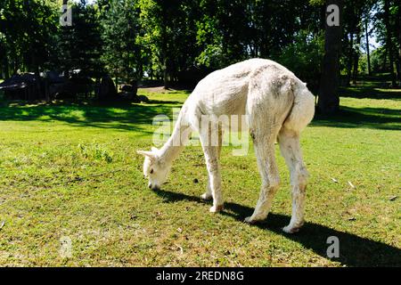 White alpaca eating grass on the lawn in summer on a sunny day Stock Photo