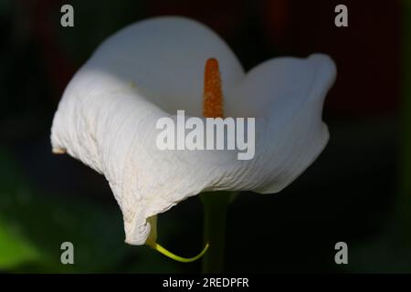 Close-up macro shot of a white calla lily in a conservatory. Shallow depth of field Stock Photo