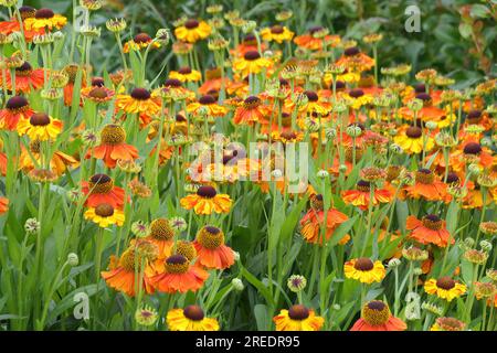Closeup of the multicoloured flowers of the summer long flowering herbaceous garden plant helenium Waltraut or Sneezeweed. Stock Photo