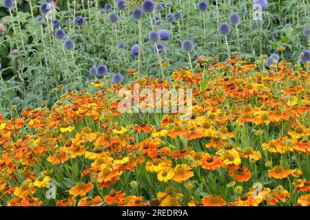 Closeup of the herbaceous perennial garden plants helenium Waltraut and  Echinops barnaticus blue seen in the summer long flowering border. Stock Photo