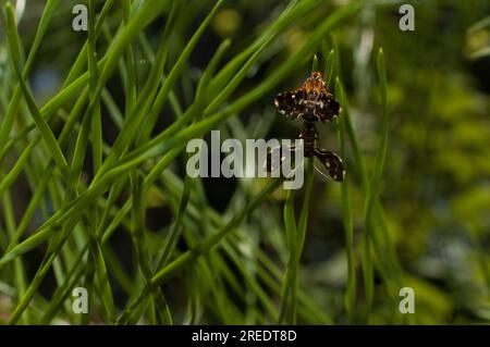 Spotted Thyris Moths Mating Stock Photo