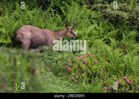 Chamois (Rupicapra rupicapra) young portrait, in the forest Stock Photo -  Alamy