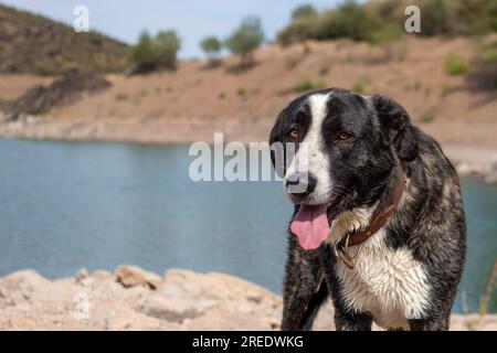 Shepherd dog, of the Leonese mastiff breed, photographed in its rural environment Stock Photo