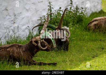 Protected designated At Risk rare breed, Manx Loaghtan Sheep with their distinctive curled horns, lie quietly chewing grass on the Isle of Man Stock Photo