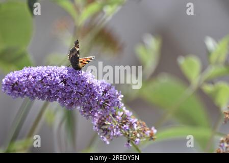 Left Foreground Image of a Small Tortoiseshell Butterfly (Aglais urticae) Facing Camera from On Top of a Purple Buddleia with Proboscis in Flower, UK Stock Photo