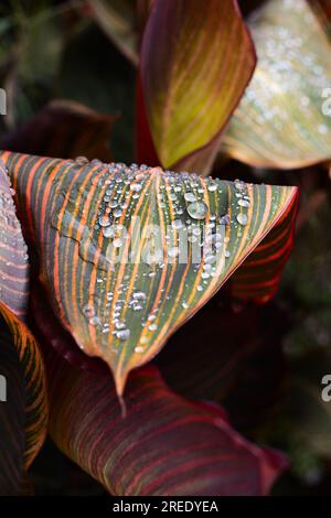 Close up of drops of water on a canna lily plant. Stock Photo