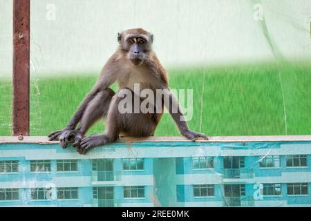 A member of a long-tailed macaque troop  sits on the Waterway Sunrise public housing estate construction site barrier, Singapore Stock Photo