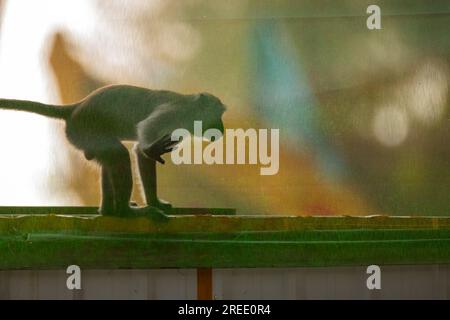 A member of a long-tailed macaque troop  explores the Waterway Sunrise public housing estate construction site, Singapore Stock Photo