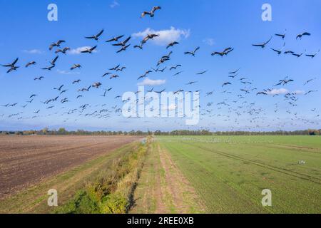 Migrating flock of common cranes / Eurasian cranes (Grus grus) flying over farmland during migration in autumn, Mecklenburg-Vorpommern, Germany Stock Photo
