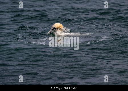Northern Gannet surfaces after catching a fish of the shoreline at Point of Ayre, Isle of Man Stock Photo