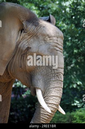 Loxodonta africana (éléphant de savane)