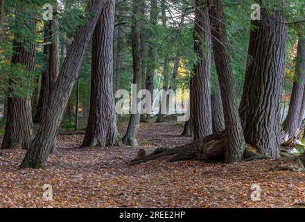 The deep shade of an ancient pine forest on an autumn evening in the Wisconsin northwoods. Stock Photo