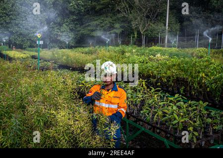 July 27, 2023, Soroako, South sulawesi, Indonesia: Workers checks plants at a tree nursery facility operated by PT Vale Indonesia in Sorowako. The second largest nickel mining company in the world is developing a nursery area to reforest former mines as a form of responsibility for preserving the environment after exploitation. (Credit Image: © Hariandi Hafid/SOPA Images via ZUMA Press Wire) EDITORIAL USAGE ONLY! Not for Commercial USAGE! Stock Photo