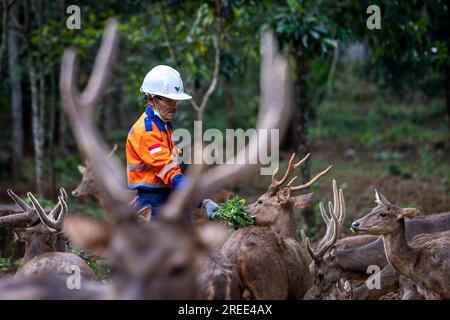 July 27, 2023, Soroako, South sulawesi, Indonesia: A worker feeds deer in a deer breeding facility operated by PT Vale Indonesia in Sorowako. The second largest nickel mining company in the world is developing a nursery area to reforest former mines as a form of responsibility for preserving the environment after exploitation. (Credit Image: © Hariandi Hafid/SOPA Images via ZUMA Press Wire) EDITORIAL USAGE ONLY! Not for Commercial USAGE! Stock Photo