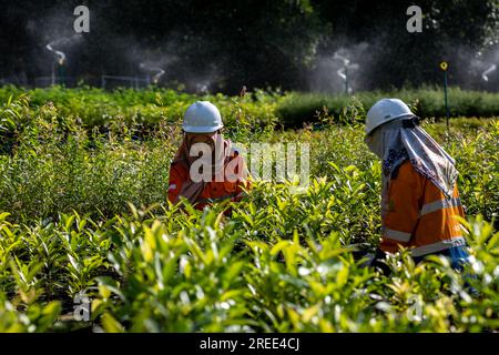 July 27, 2023, Soroako, South sulawesi, Indonesia: Workers checks plants at a tree nursery facility operated by PT Vale Indonesia in Sorowako. The second largest nickel mining company in the world is developing a nursery area to reforest former mines as a form of responsibility for preserving the environment after exploitation. (Credit Image: © Hariandi Hafid/SOPA Images via ZUMA Press Wire) EDITORIAL USAGE ONLY! Not for Commercial USAGE! Stock Photo