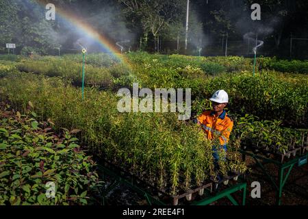 July 27, 2023, Soroako, South sulawesi, Indonesia: Workers checks plants at a tree nursery facility operated by PT Vale Indonesia in Sorowako. The second largest nickel mining company in the world is developing a nursery area to reforest former mines as a form of responsibility for preserving the environment after exploitation. (Credit Image: © Hariandi Hafid/SOPA Images via ZUMA Press Wire) EDITORIAL USAGE ONLY! Not for Commercial USAGE! Stock Photo