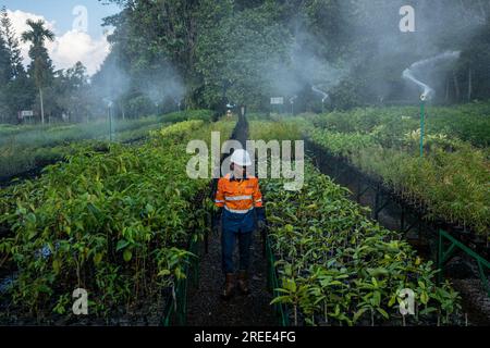 July 27, 2023, Soroako, South sulawesi, Indonesia: Workers checks plants at a tree nursery facility operated by PT Vale Indonesia in Sorowako. The second largest nickel mining company in the world is developing a nursery area to reforest former mines as a form of responsibility for preserving the environment after exploitation. (Credit Image: © Hariandi Hafid/SOPA Images via ZUMA Press Wire) EDITORIAL USAGE ONLY! Not for Commercial USAGE! Stock Photo