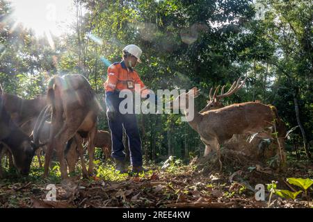 July 27, 2023, Soroako, South sulawesi, Indonesia: A worker feeds deer in a deer breeding facility operated by PT Vale Indonesia in Sorowako. The second largest nickel mining company in the world is developing a nursery area to reforest former mines as a form of responsibility for preserving the environment after exploitation. (Credit Image: © Hariandi Hafid/SOPA Images via ZUMA Press Wire) EDITORIAL USAGE ONLY! Not for Commercial USAGE! Stock Photo