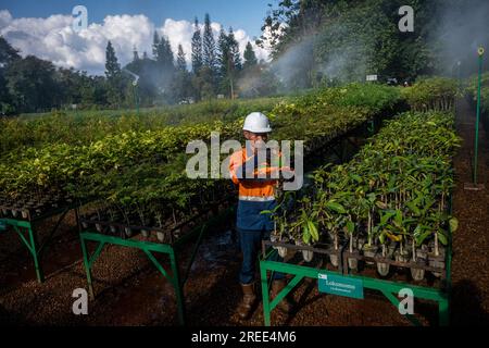 July 27, 2023, Soroako, South sulawesi, Indonesia: Workers checks plants at a tree nursery facility operated by PT Vale Indonesia in Sorowako. The second largest nickel mining company in the world is developing a nursery area to reforest former mines as a form of responsibility for preserving the environment after exploitation. (Credit Image: © Hariandi Hafid/SOPA Images via ZUMA Press Wire) EDITORIAL USAGE ONLY! Not for Commercial USAGE! Stock Photo