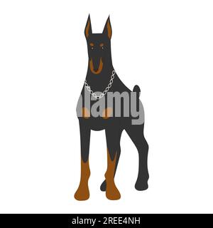 Doberman pinscher dog is standing. Vector illustration isolated on white background. Stock Vector