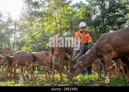 July 27, 2023, Soroako, South sulawesi, Indonesia: A worker feeds deer in a deer breeding facility operated by PT Vale Indonesia in Sorowako. The second largest nickel mining company in the world is developing a nursery area to reforest former mines as a form of responsibility for preserving the environment after exploitation. (Credit Image: © Hariandi Hafid/SOPA Images via ZUMA Press Wire) EDITORIAL USAGE ONLY! Not for Commercial USAGE! Stock Photo