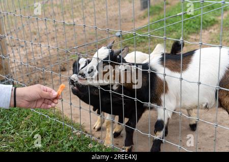 Brown male domestic goat (Capra hircus) eating carrot from hand behind metal fence Stock Photo