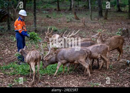 July 27, 2023, Soroako, South sulawesi, Indonesia: A worker feeds deer in a deer breeding facility operated by PT Vale Indonesia in Sorowako. The second largest nickel mining company in the world is developing a nursery area to reforest former mines as a form of responsibility for preserving the environment after exploitation. (Credit Image: © Hariandi Hafid/SOPA Images via ZUMA Press Wire) EDITORIAL USAGE ONLY! Not for Commercial USAGE! Stock Photo