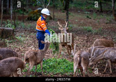 July 27, 2023, Soroako, South sulawesi, Indonesia: A worker feeds deer in a deer breeding facility operated by PT Vale Indonesia in Sorowako. The second largest nickel mining company in the world is developing a nursery area to reforest former mines as a form of responsibility for preserving the environment after exploitation. (Credit Image: © Hariandi Hafid/SOPA Images via ZUMA Press Wire) EDITORIAL USAGE ONLY! Not for Commercial USAGE! Stock Photo