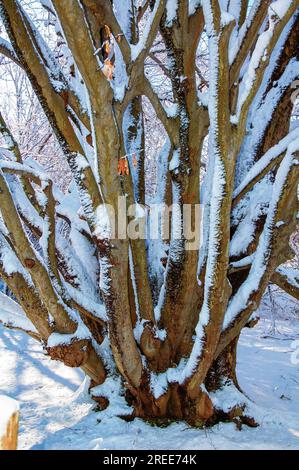 Winter in New England is ways pretty Stock Photo - Alamy