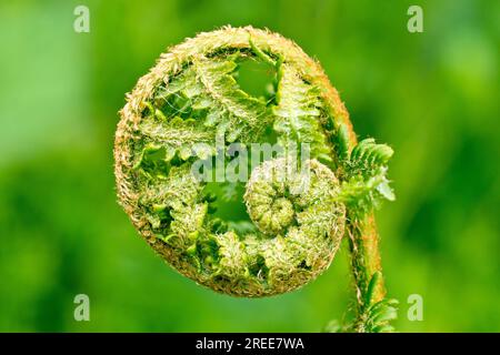 Close up of a curled up fern frond on the verge of opening up in the spring. Stock Photo