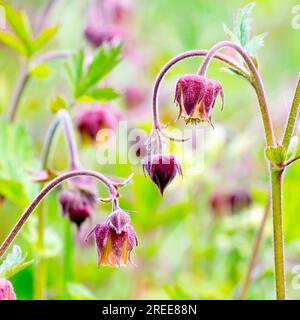 Water Avens (geum rivale), close up showing the familiar drooping flowers of the common plant of damp woodland places. Stock Photo