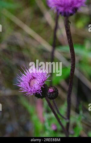Cirsium Heterophyllum or Melancholy Thistle Stock Photo