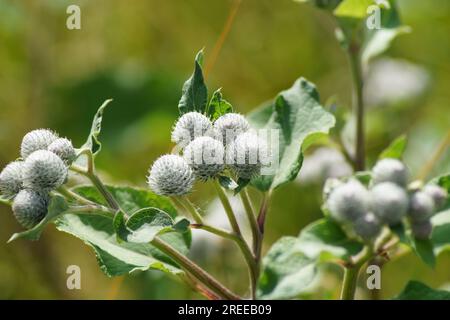 Spider-like woolly-haired flower heads of the felt burdock, Arctium tomentosum Stock Photo
