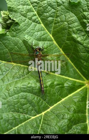 Dragonfly on a green leaf. A large dragonfly. A predatory insect. Stock Photo