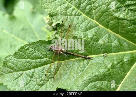 Dragonfly on a green leaf. A large dragonfly. A predatory insect. Stock Photo